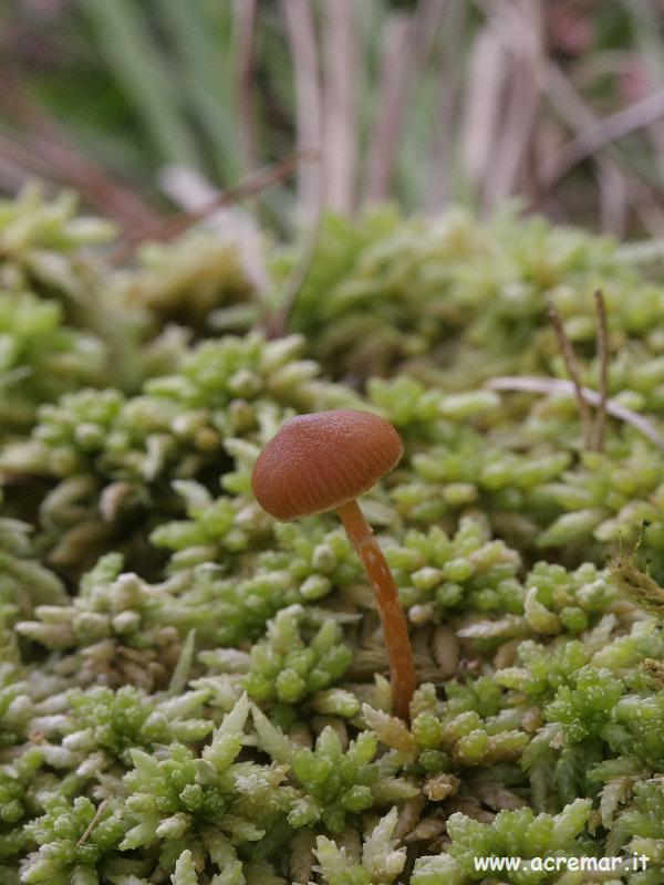 Sphagnum palustre o shagnum rubellum